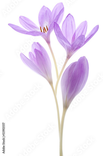 colchicum