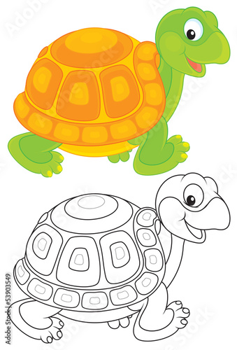 tortoise