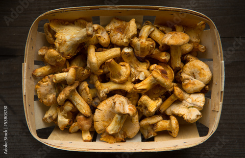 Basket of chanterelles