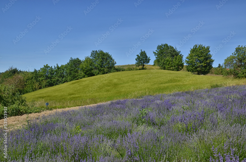 Fototapeta premium Lavender Field-4