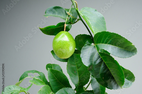 Wallpaper Mural Passion fruit on a gray background Torontodigital.ca