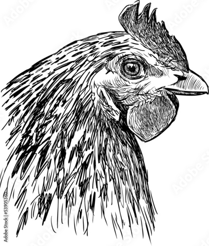 profile of a hen