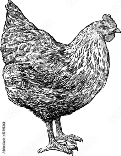 standing hen