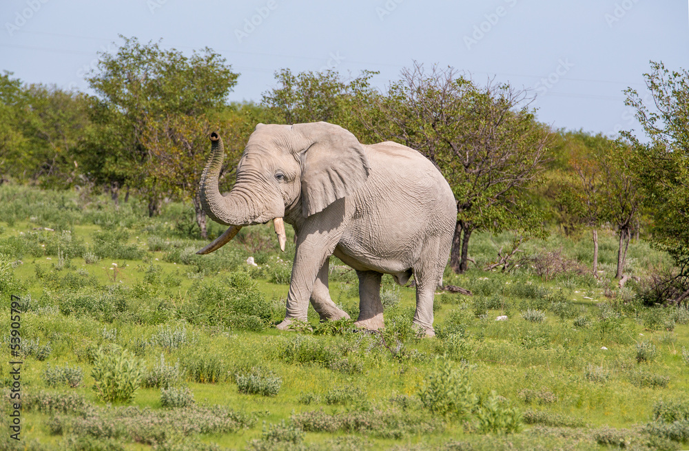 Fototapeta premium Elephant lifting it's trunk