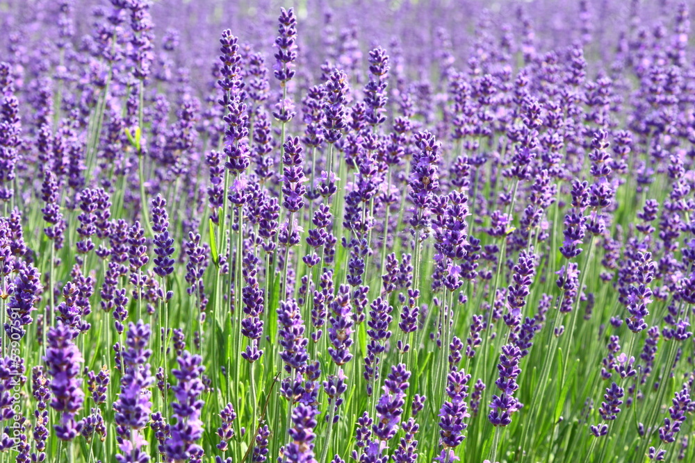 Obraz premium lavendel