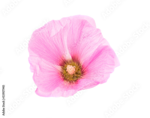 pink mallow flower