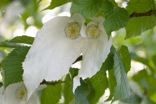 Davidia involucrata or Handkerchief tree