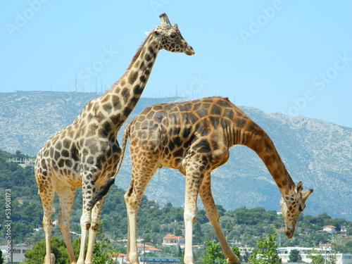 giraffe