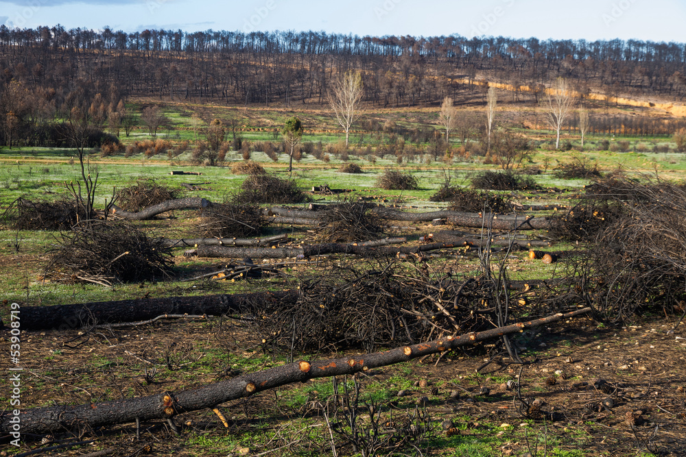 Tala o corte en Bosque de pinos después de incendio Stock Photo | Adobe ...
