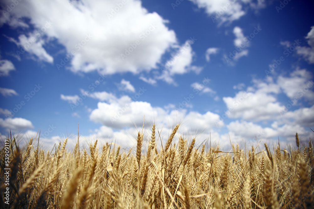 Fototapeta premium Wheat field