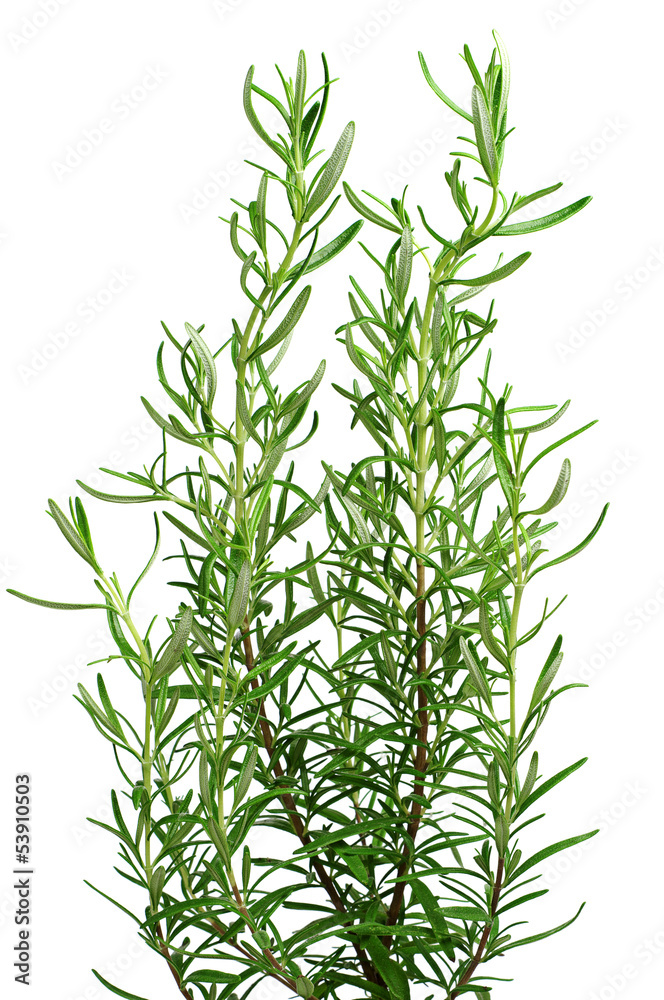 Fototapeta premium Rosemary plant