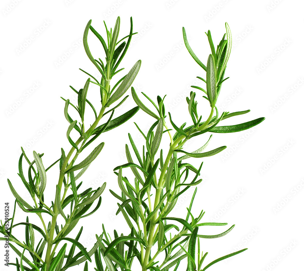 Rosemary plant closeup Rosemary plant closeup