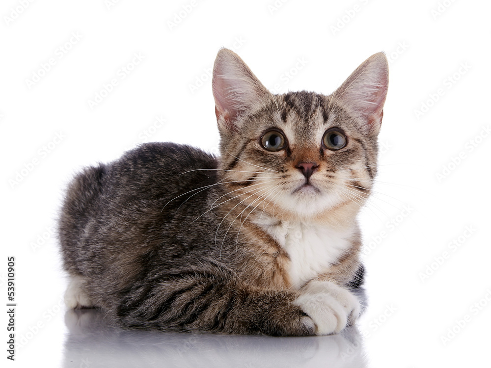 Striped Small kitten lies on a white background.