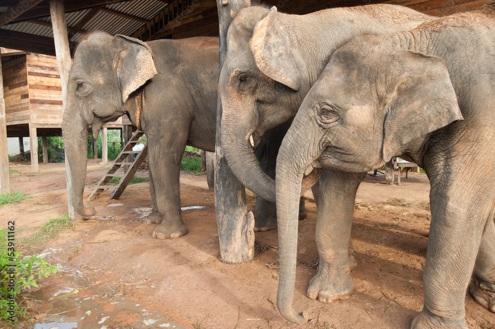 Fototapeta premium Elephant village in Thailand