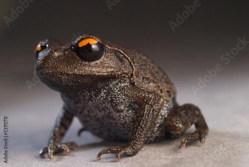 Smith' s Litter Frog photo