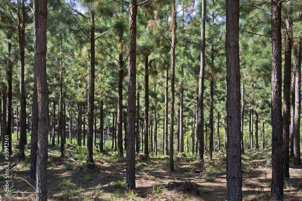 Naklejka premium Forest for the production of telephone poles in South Africa