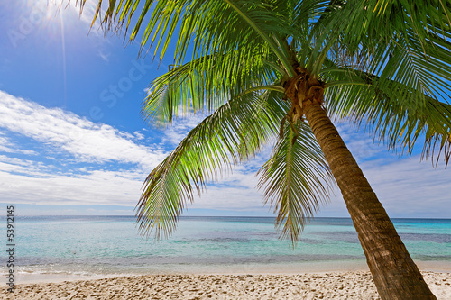 Palm in the caribbean sea