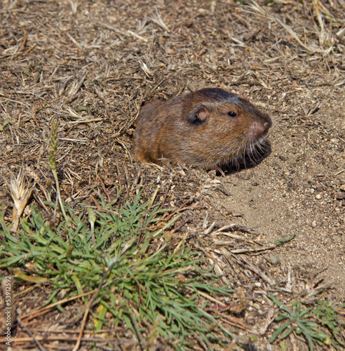 Botta's Pocket Gopher