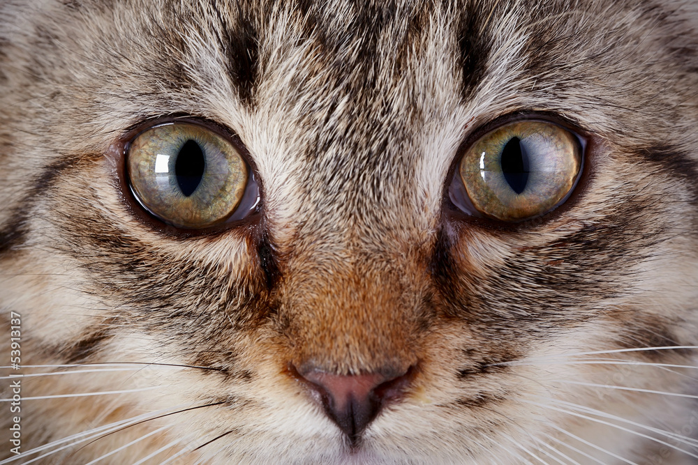 Eyes of a gray striped kitten.