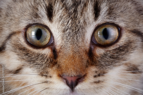 Eyes of a gray striped kitten.