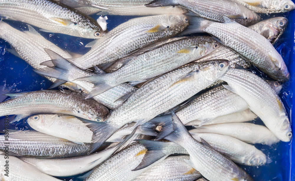 Fresh Mullet fish (L. seheli) was sale in Thailand fish market Stock Photo