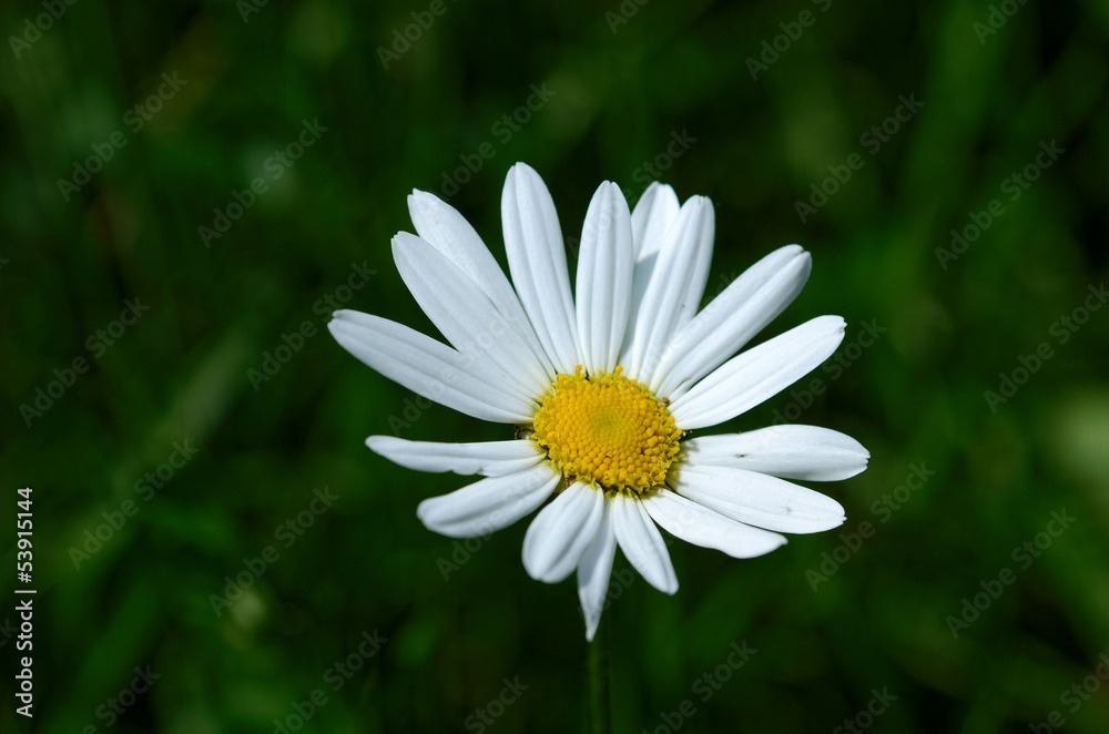 Fototapeta premium the daisy