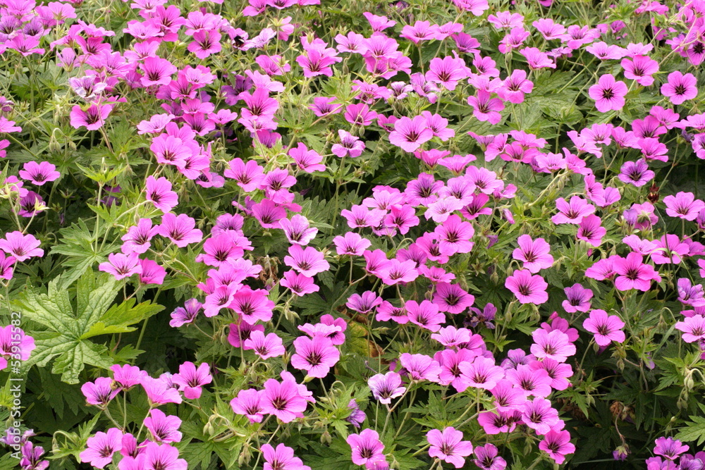 pink Wild Flowers