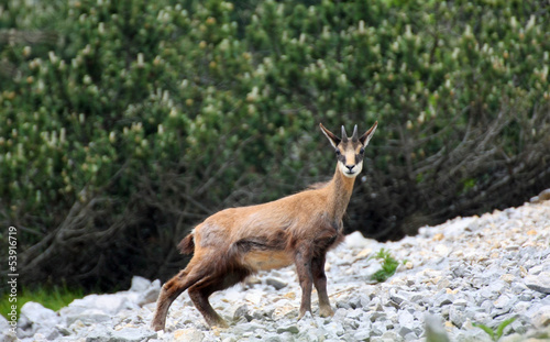 chamois with horns on his head, surrounded by high mountains