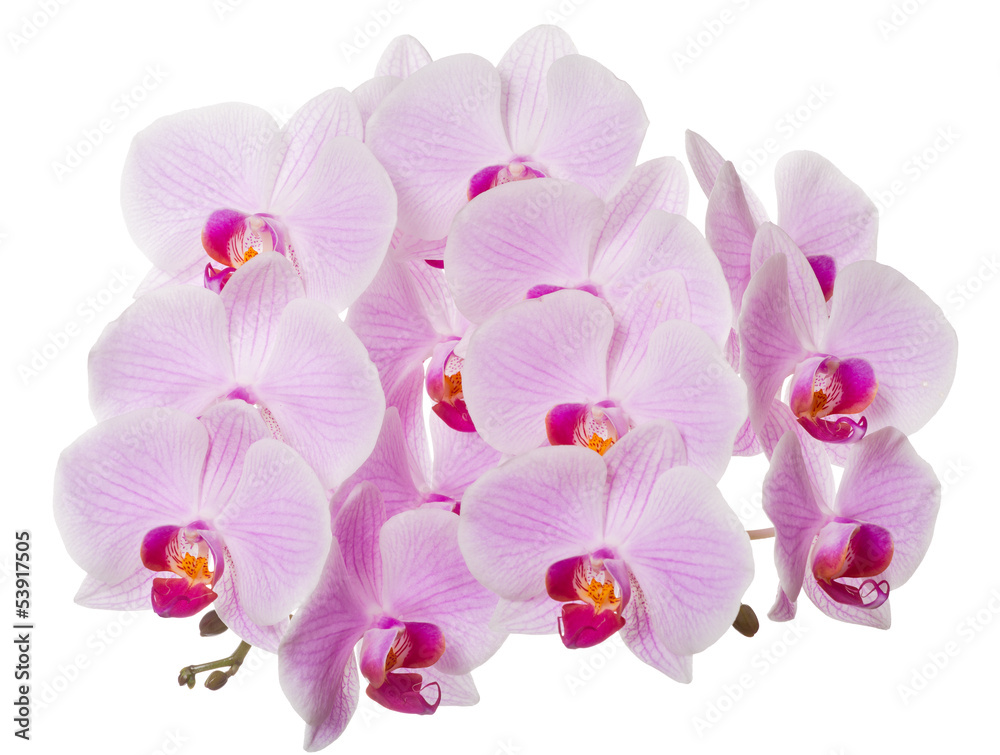 Obraz pojedyncze bujny różowy kwiat orchidei