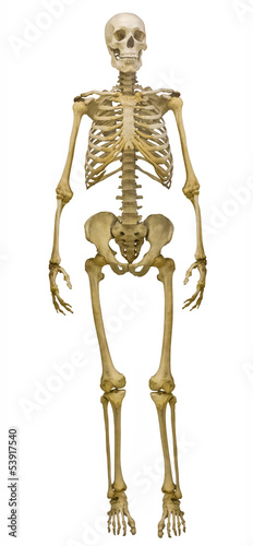 full-face human skeleton on white