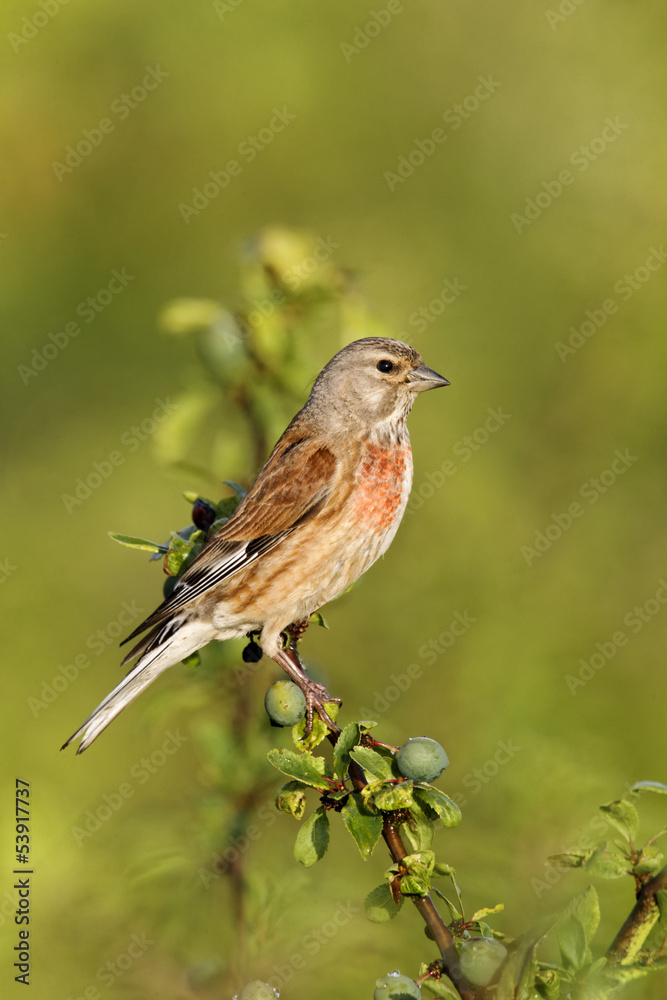 Fototapeta premium Linnet, Carduelis cannabina, male
