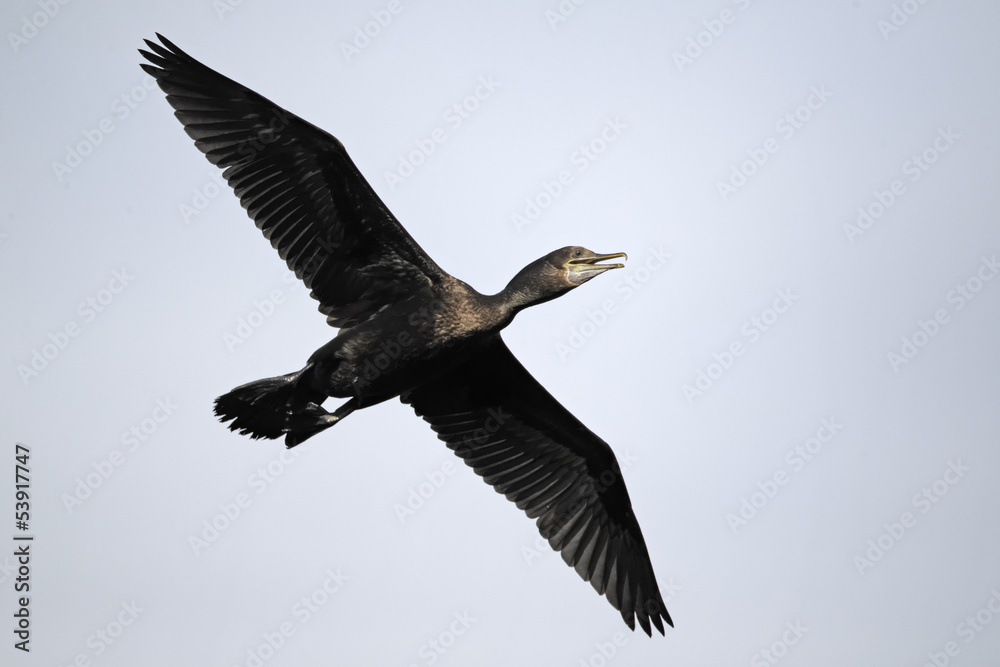 Obraz premium Little-black cormorant, Phalacrocorax sulcirostris