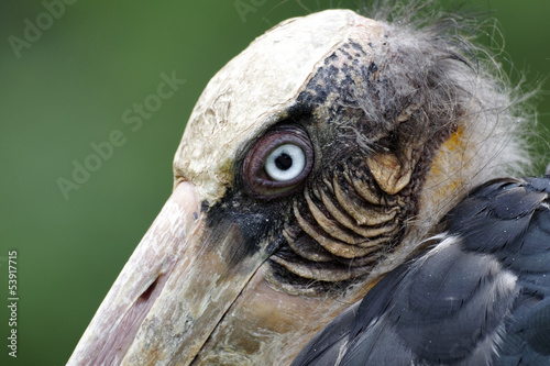 Lesser-adjuntant stork, Leptoptilos javanicus photo