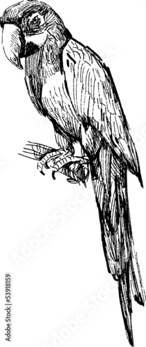 macaw