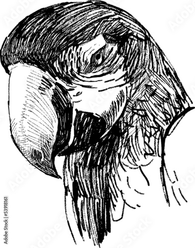 head of parrot