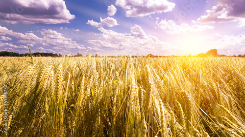 sunset on barley field