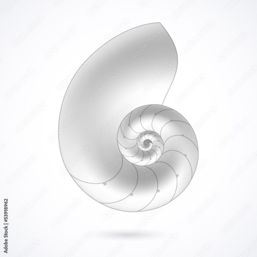 Obraz premium Nautilus shell