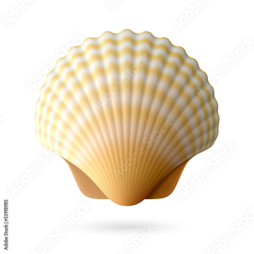 Fotografia Scallop seashell