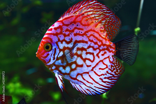 Konstfotografi pink discus