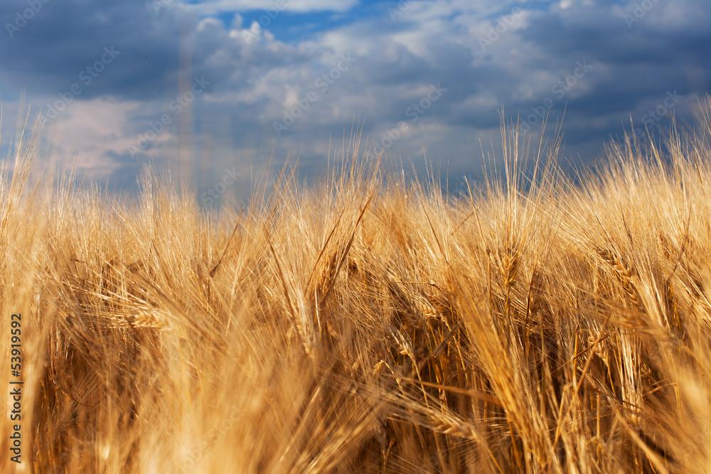 Golden grain field.