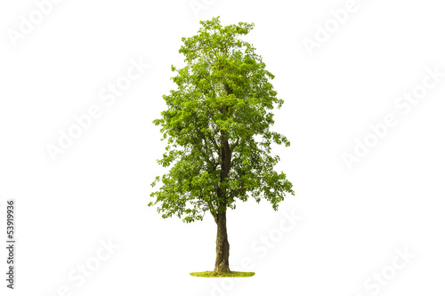Tree isolated with white background