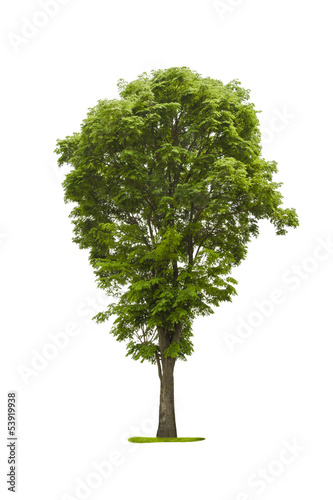 Tree isolated with white background