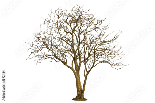 Dead tree isolated and white background