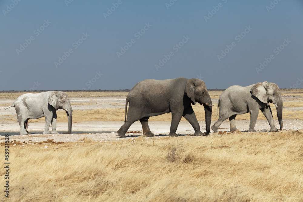 group of elephants in the national park of Namibia group of elephants in the national park of Namibia