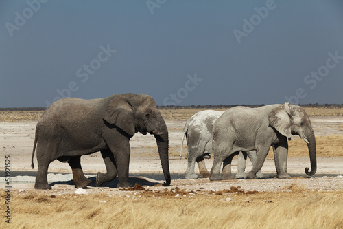 group of elephants in the national park of Namibia