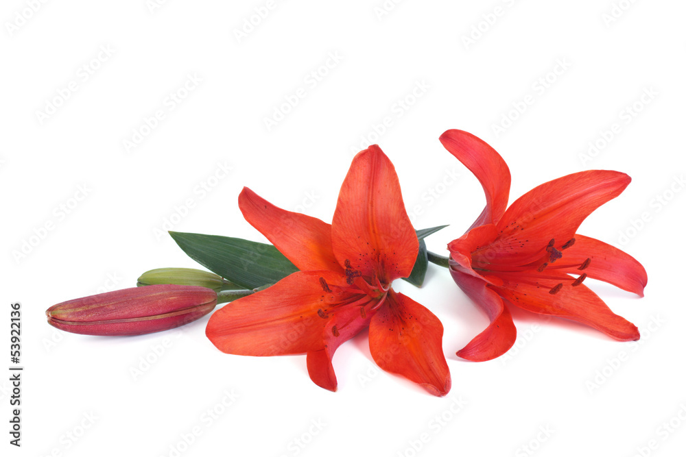 Flowers red lily isolated on white background