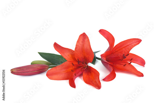 Fototapeta Naklejka Na Ścianę i Meble -  Flowers red lily isolated on white background