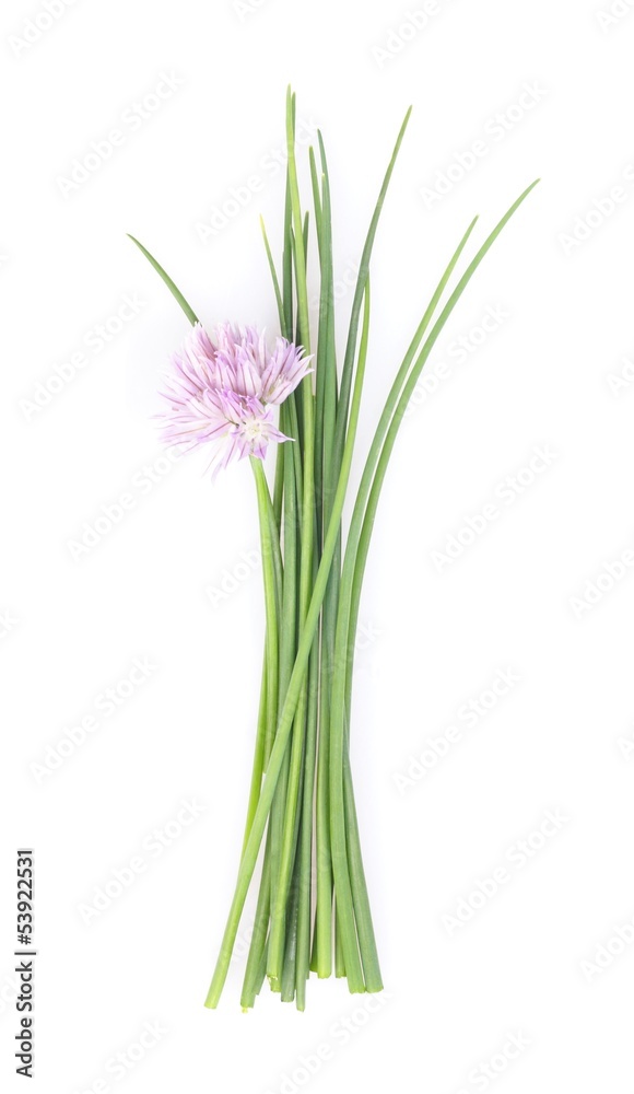 Chive on white background.