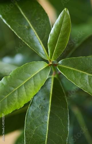 Close-up of bay leaf plant. Selective focus