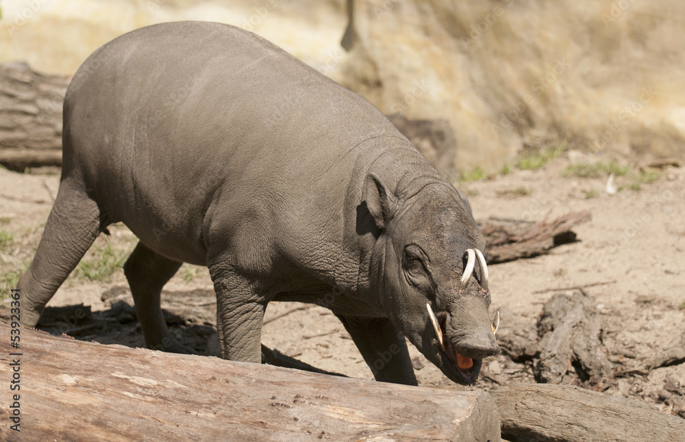 Babirusa